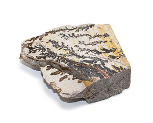Dendrite