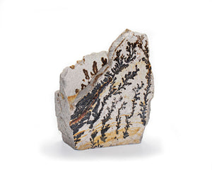 Dendrite